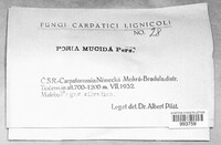 Poria mucida image